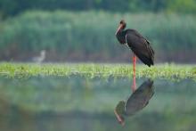 Filmy nie tylko dla miłośników ptaków