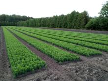 Oferta Stacji Oceny Nasion ORWLP w Bedoniu